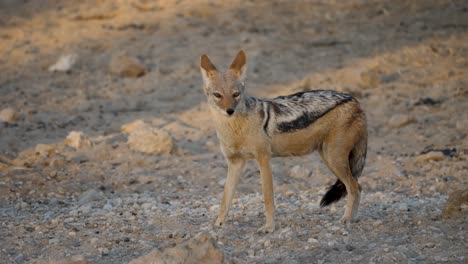 A-black-backed-jackal-looking-around-for-danger-or-food-in-the-savannah-of-South-Africa