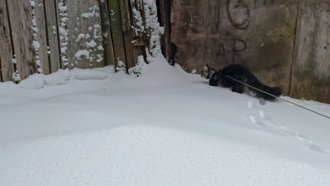 Mit-Einer-Großen,-Pelzigen-Maine-Coon-Katze-Im-Schnee-Spazieren-Gehen