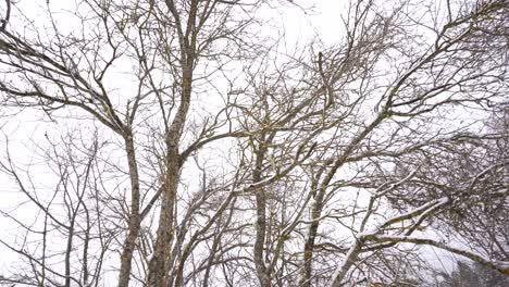 Leafless-branches-with-snow-in-winter,-white-sky-background,-still-frozen-trees
