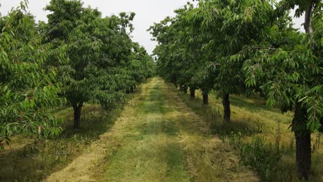 Lines-of-cherry-tree-in-orchard,-dolly-forward-view