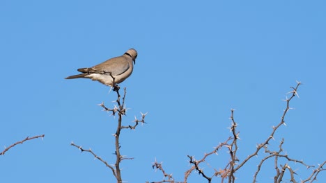 Eine-Kapturteltaube-Sitzt-Hoch-Oben-Auf-Einem-Baum-Mit-Großen-Dornen-In-Der-Südafrikanischen-Savanne