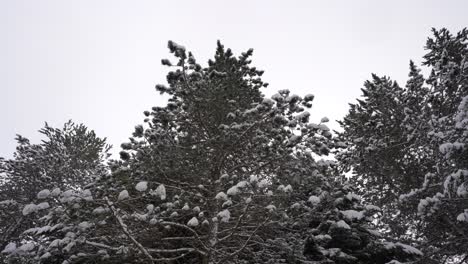 Snow-standing-on-branches-of-pine-trees,-frozen-forest-in-winter-landscape
