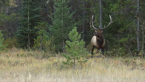 A-powerful-bull-elk-exits-the-trees,-showcasing-its-grace-and-strength-in-4K