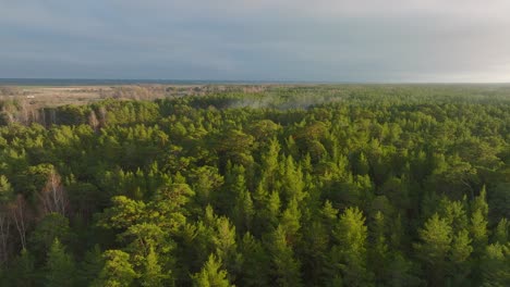 Aerial-establishing-view-of-fresh-green-pine-tree-forest,-distant-rising-smoke-clouds,-Nordic-woodland,-forest-trail,-sunny-evening,-golden-hour-light,-wide-drone-shot-moving-forward