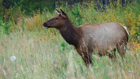A-cow-elk-during-autumn,-surveying-her-surroundings,-showing-the-grace-and-stillness-of-wildlife-in-4K