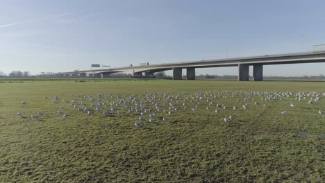 Drone-shot-of-gulls-and-highway-bridge-in-nature