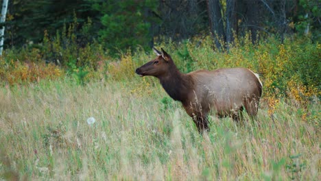 A-cow-elk-stands-in-a-field-during-autumn,-surveying-her-surroundings,-showing-the-grace-and-stillness-of-wildlife-in-4K