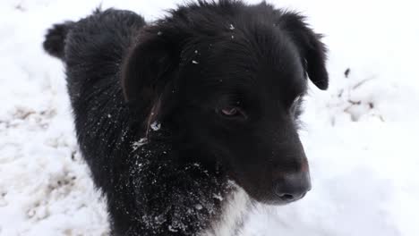 Black-Dog-Out-In-The-Snow---close-up