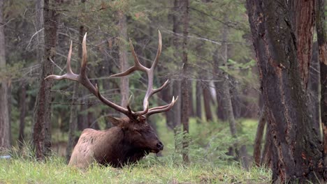 A-bull-elk-resting-in-the-forest-and-laying-down-beside-a-tree-in-4K