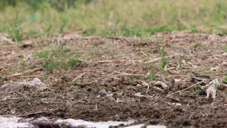 White-Wagtail-Standing-And-Foraging-On-Ground---wide