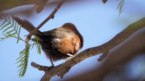 A-violet-eared-waxbill-on-a-branch-of-an-acacia-tree-in-the-wind