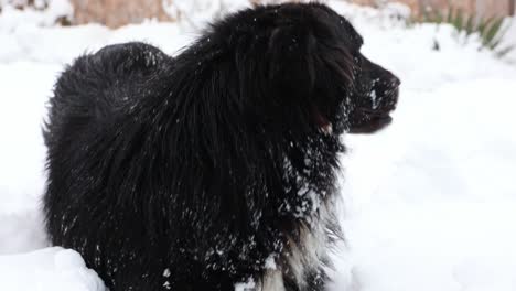 Nahaufnahme-Eines-Schwarzen-Hundes,-Der-Im-Weißen-Schnee-Sitzt