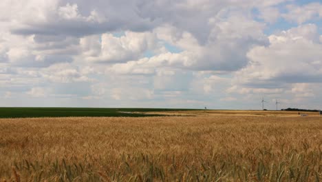 Cloudy-Blue-Sky-Over-Golden-Wheat-Field---timelapse