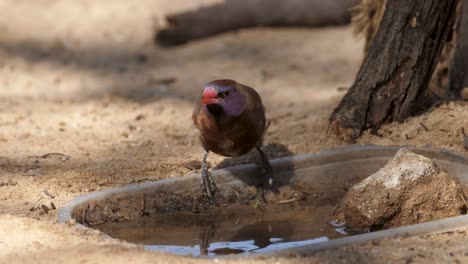 Juvenile-violet-eared-waxbill-at-a-small-plastic-watering-hole-in-South-Africa