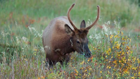 A-juvenile-bull-elk-forages-in-a-field-during-the-autumn-rut-in-4K