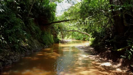 River-stream-through-the-forest-of-Paraguay.