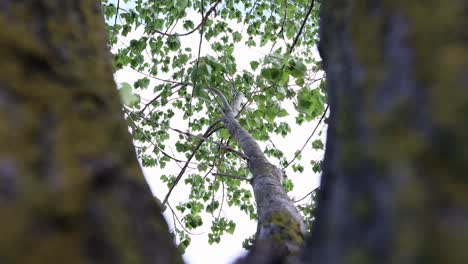 Looking-Up-Through-Tree-On-A-Summer-Day---low-angle