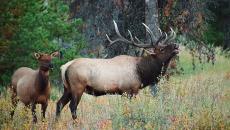 A-Rocky-Mountain-bull-Elk-Fleming-in-a-field-in-4K-during-the-autumn-rut