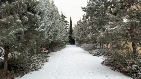 Allein-Eine-Und-Einzige-Zypresse-Im-Winter,-Schneefall-Im-Iran,-Kulturansicht-Und-Symmetrische-Landschaft-Im-Persischen-Garten,-Stadtlandschaft-In-Teheran,-Kiefern,-Lokale-Büsche,-Kiefern,-Von-Starkem-Schnee-Bedeckt