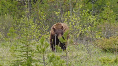 A-cinnamon-phase-black-bear-walking-through-the-trees-in-the-Rocky-Mountains-in-4K