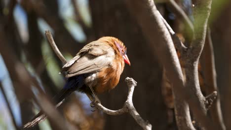 A-violet-eared-waxbill-on-a-branch-of-a-tree-in-the-wind