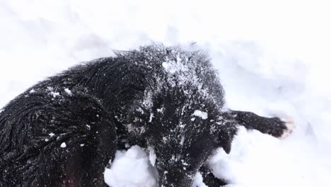 Perro-Negro-Jugando-En-La-Nieve-Profunda---De-Cerca