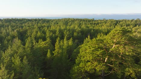 Aerial-establishing-view-of-fresh-green-pine-tree-forest,-Nordic-woodland,-forest-trail,-sunny-evening,-golden-hour-light,-wide-drone-shot-moving-forward-low-over-the-treetops