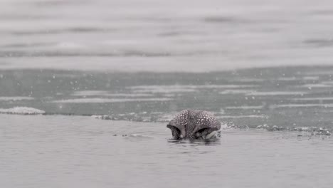 A-majestic-loon-gracefully-dives-into-the-water-while-snowing-in-4K