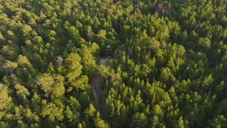 Aerial-birdseye-view-of-modern-boat-shaped-observation-watchtower-in-the-middle-of-pine-tree-forest,-Nordic-woodland,-forest-trail,-sunny-evening,-golden-hour-light,-wide-drone-shot-moving-forward