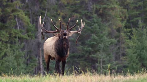 A-bull-elk-bugling-during-the-rut,-showcasing-the-primal-and-majestic-nature-in-4K