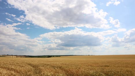 Golden-Wheat-Field-With-Blue-Sky-And-Clouds---timelapse