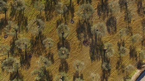 Drone-Footage-of-Olive-Trees-in-Agricultural-Field