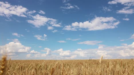 Moving-Clouds-Over-A-Field-Of-Golden-Wheat---Timelapse