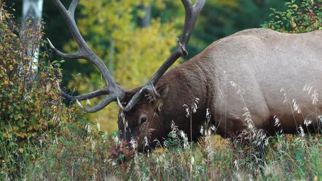 Majestic-bull-elk-forages-for-berries-among-autumn-foliage-in-a-forest-in-4k