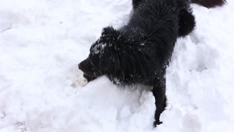 Perro-Negro-Sentado-En-La-Nieve-Profunda---ángulo-Alto