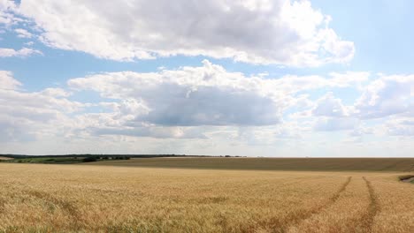 Weite-Landschaft-Landwirtschaftlicher-Nutzpflanzen-Mit-Goldenem,-Reifem-Weizen-Auf-Dem-Land