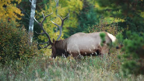 Majestic-bull-elk-forages-for-berries-among-autumn-foliage-in-a-4K
