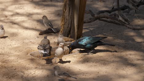 Cape-Glossy-starling,-White-browed-sparrow-weaver,-sparrows-and-scaly-feathered-finch-at-small-watering-hole