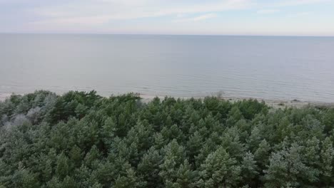 Beautiful-aerial-establishing-view-of-Baltic-sea-coast,-overcast-winter-day,-calm-beach-with-white-sand,-pine-tree-forest,-coastal-erosion,-climate-changes,-wide-drone-shot-moving-forward,-tilt-down