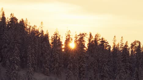 Sunlight-Through-Frosted-Pine-Trees-In-Indre-Fosen,-Norway---wide