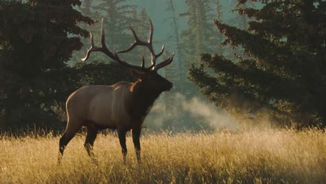 Bull-elk-in-4K-on-a-chilly-morning,-its-breath-in-the-stunning-mist-of-fog-full-body