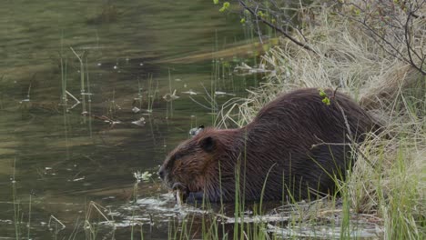 A-beaver-gnaws-on-a-twig-alongside-a-lake-in-4k