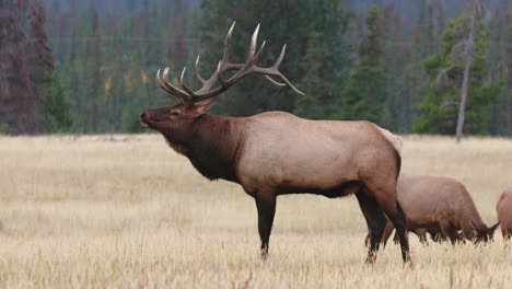 A-majestic-bull-elk-bugling-amidst-the-breathtaking-open-field-in-4K