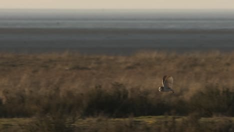 Barn-Owl-Bird-Of-Prey-Flying-Daytime-Winter-Norfolk-UK-Slow-Motion