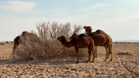 Dry-bushes-foliage-vegetable-tree-leaves-branches-of-plants-are-organic-food-for-camels-in-desert-area-in-Iran-Nature-Natural-environment-cloudy-sky-brown-blue-theme-color-shadows-wool-meat-steak-food