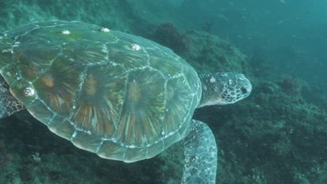 Large-sea-turtle-swims-against-the-strong-ocean-current-over-a-rocky-coral-reef-system-Underwater-close-up-view