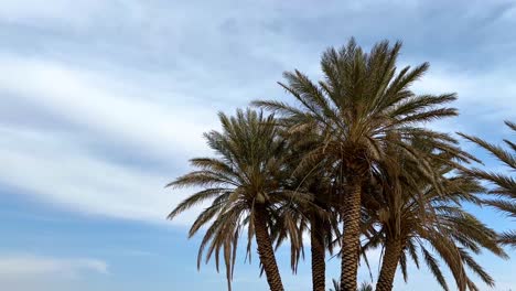 Date-palm-tree-portrait-blue-sky-in-background-white-clouds-green-scenic-leaf-move-triple-tree-together-rural-area-town-region-desert-mudbrick-clay-house-architectural-design-local-people-living