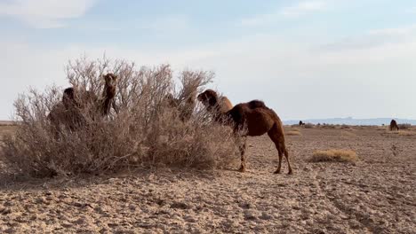 Camels-eating-grazing-dry-grass-bushes-foliage-desert-plants-in-summer-season-in-Iran-Nebkha-or-Nebka-is-sand-dune-form-around-vegetation-in-lut-desert-Camel-endurance-tolerate-hot-weather-climate