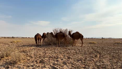 Group-of-Camel-in-desert-eating-hay-bale-dry-grass-wild-plant-vegetable-vegetation-Natural-wide-landscape-of-desert-vast-area-in-Day-time-sunset-golden-hour-time-herding-shepherd-flock-belonging-nomad