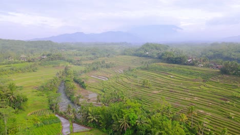 Luftaufnahme-Eines-Wunderschönen-Naturpanoramas-Mit-Blick-Auf-Terrassierte-Reisfelder-Und-Einen-Fluss---Ländliche-Landschaft-Indonesiens